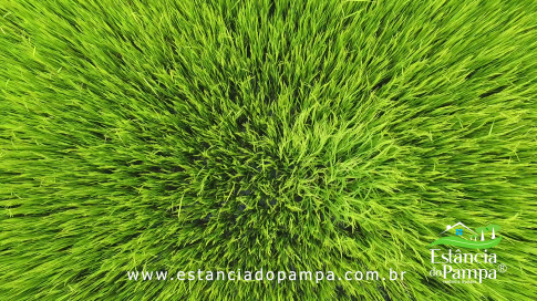 DOS EÓLICOS VIRA P FAZENDA_Moment.00_02_21_16.Quadro060_a01def7e270aa5dfaa3721959516caa286a0d53f.png